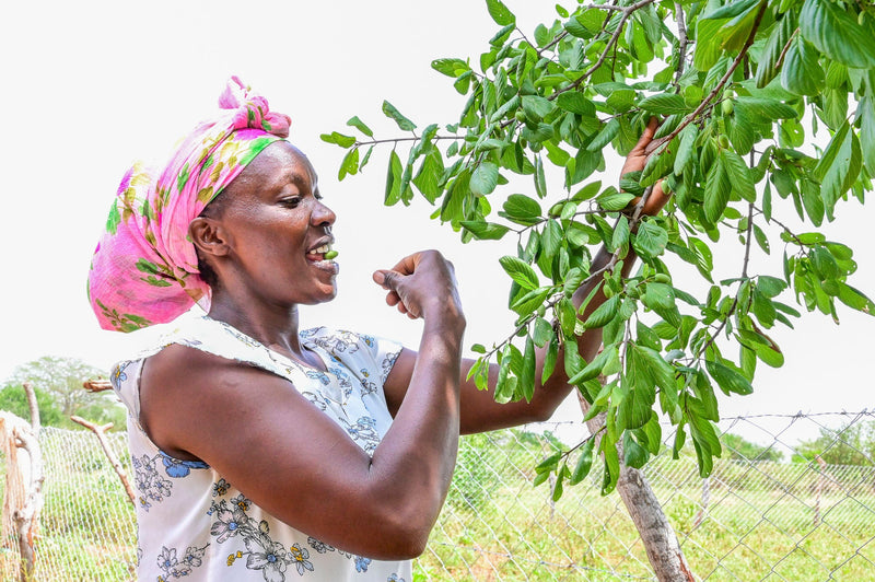 Farmer Managed Natural Regeneration (FMNR)