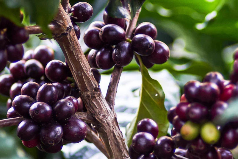 Ethical Coffee Sourcing at Change Coffee